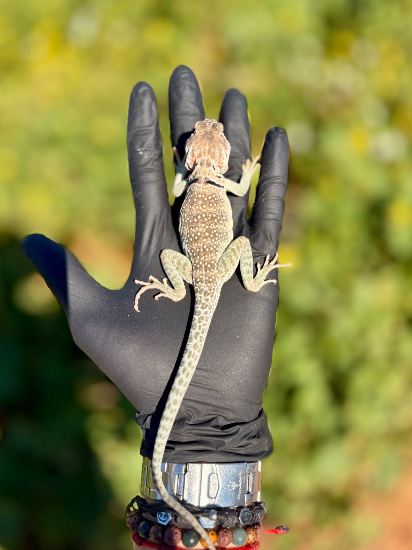 Lagarto Collar | Crotaphytus collaris