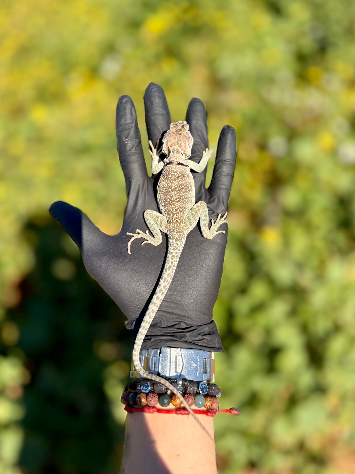 Lagarto Collar | Crotaphytus collaris