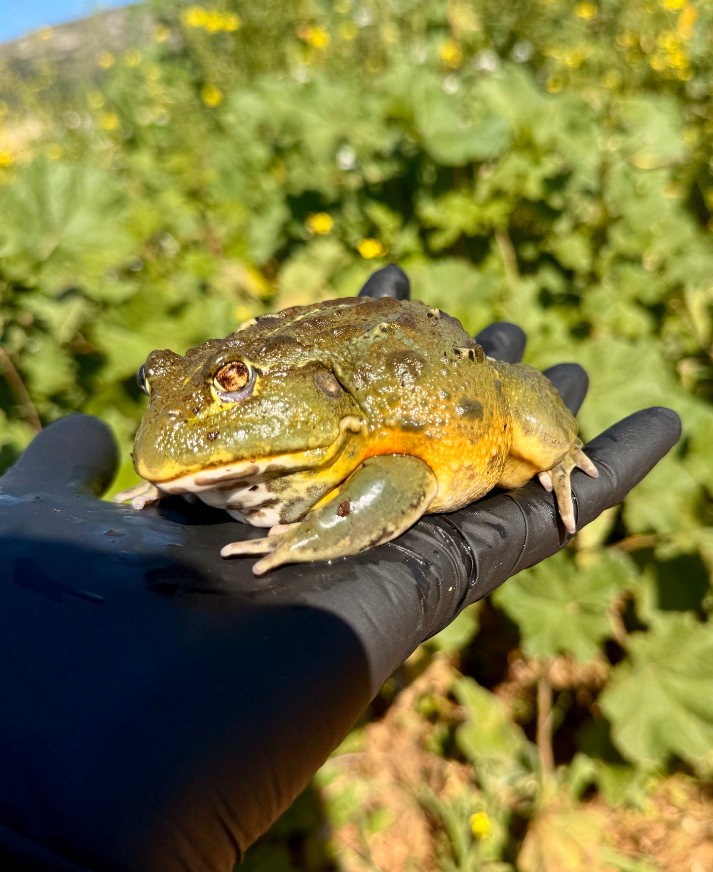 Rana Toro Africana | Pyxicephalus adspersus