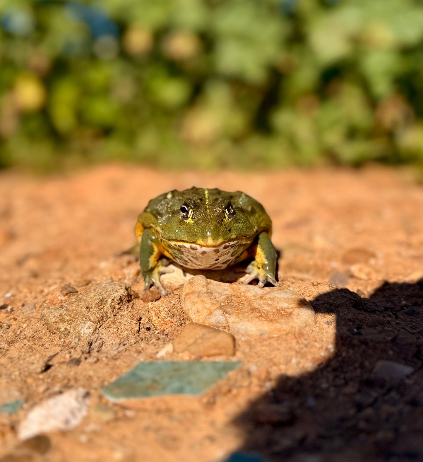 Rana Toro Africana | Pyxicephalus adspersus