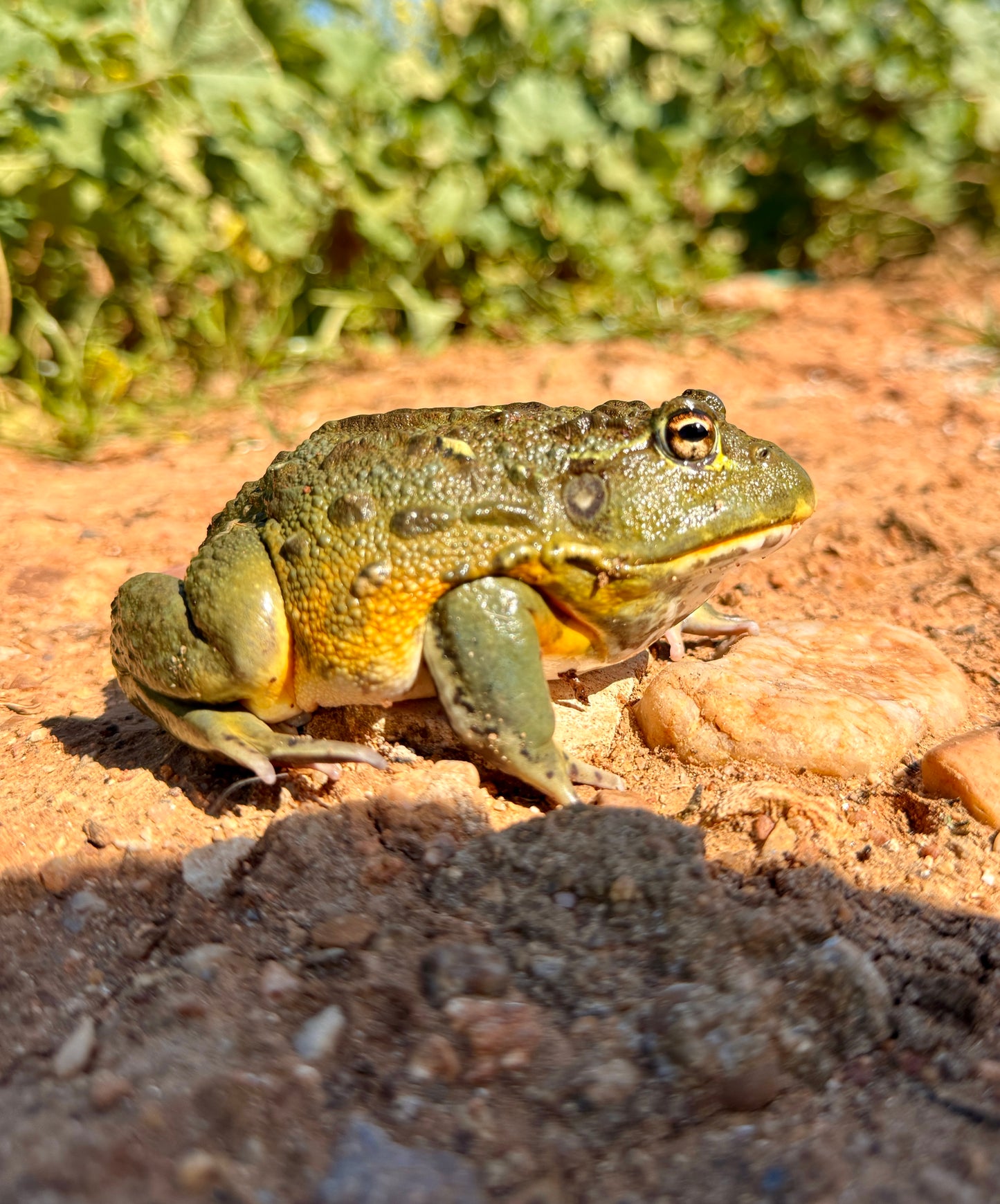 Rana Toro Africana | Pyxicephalus adspersus