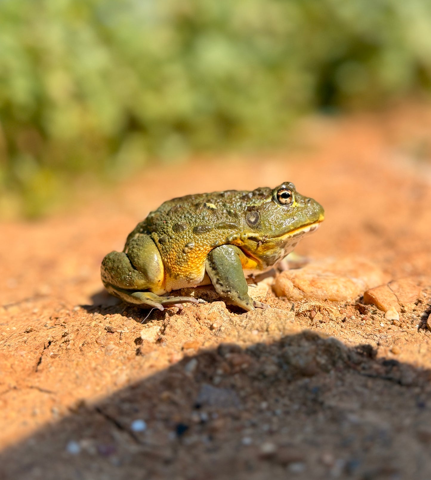 Rana Toro Africana | Pyxicephalus adspersus