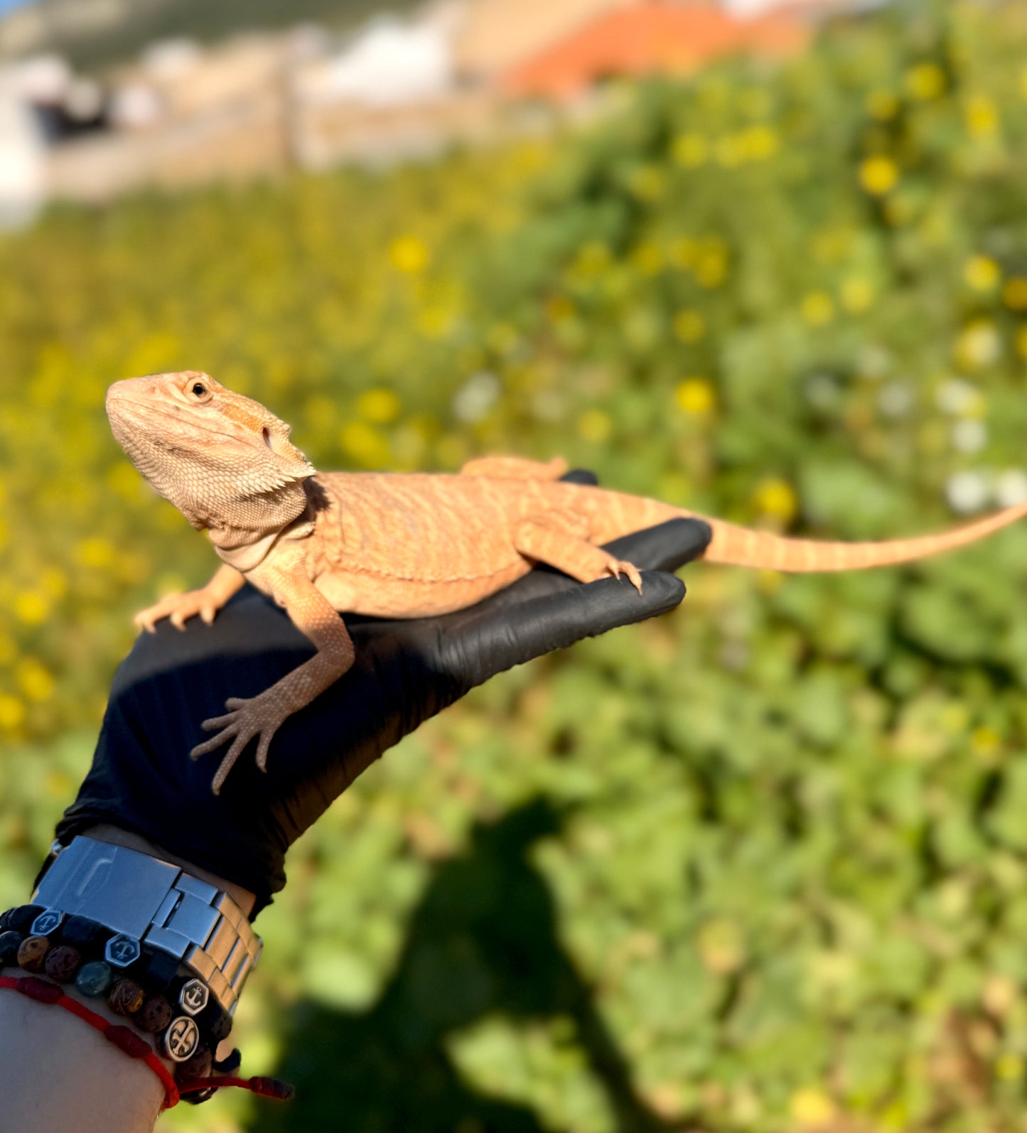 Dragón Barbudo Orange Factor macho | Pogona vitticeps