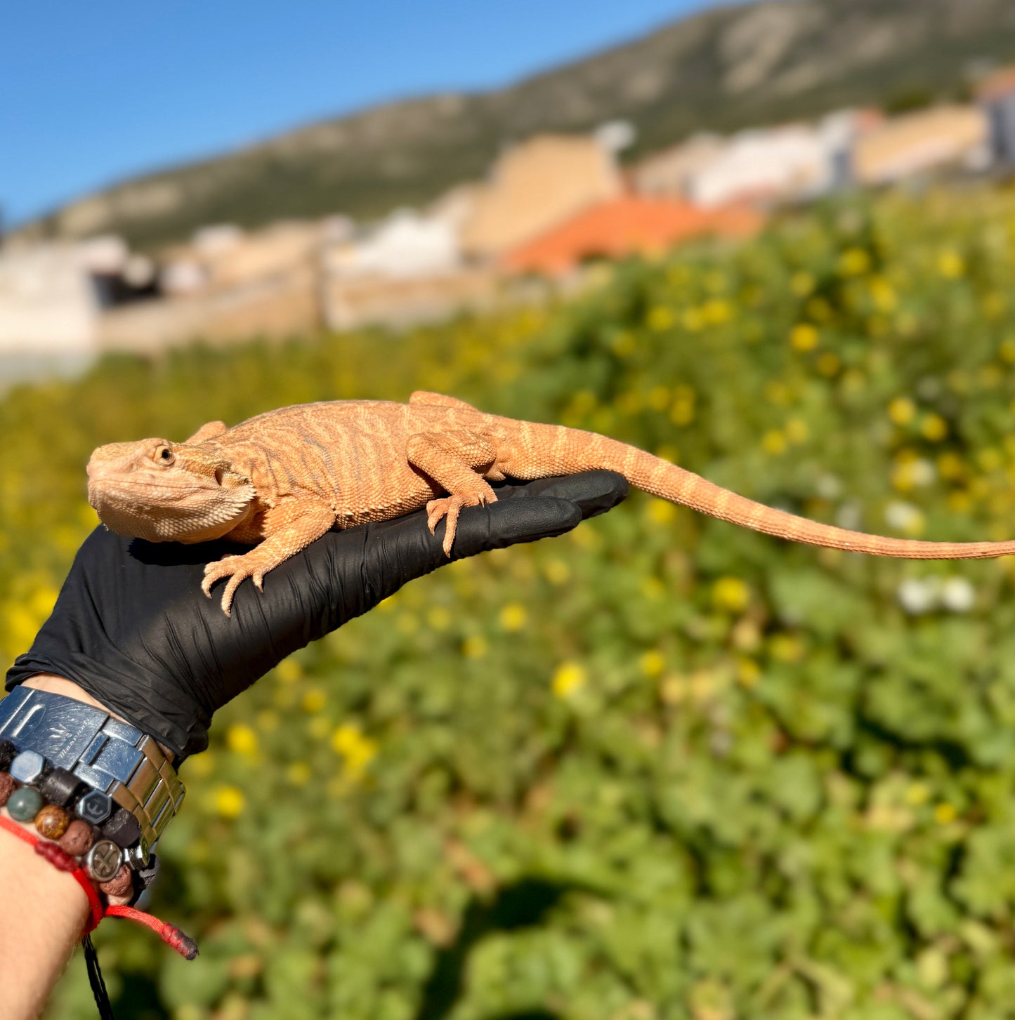 Dragón Barbudo Orange Factor macho | Pogona vitticeps