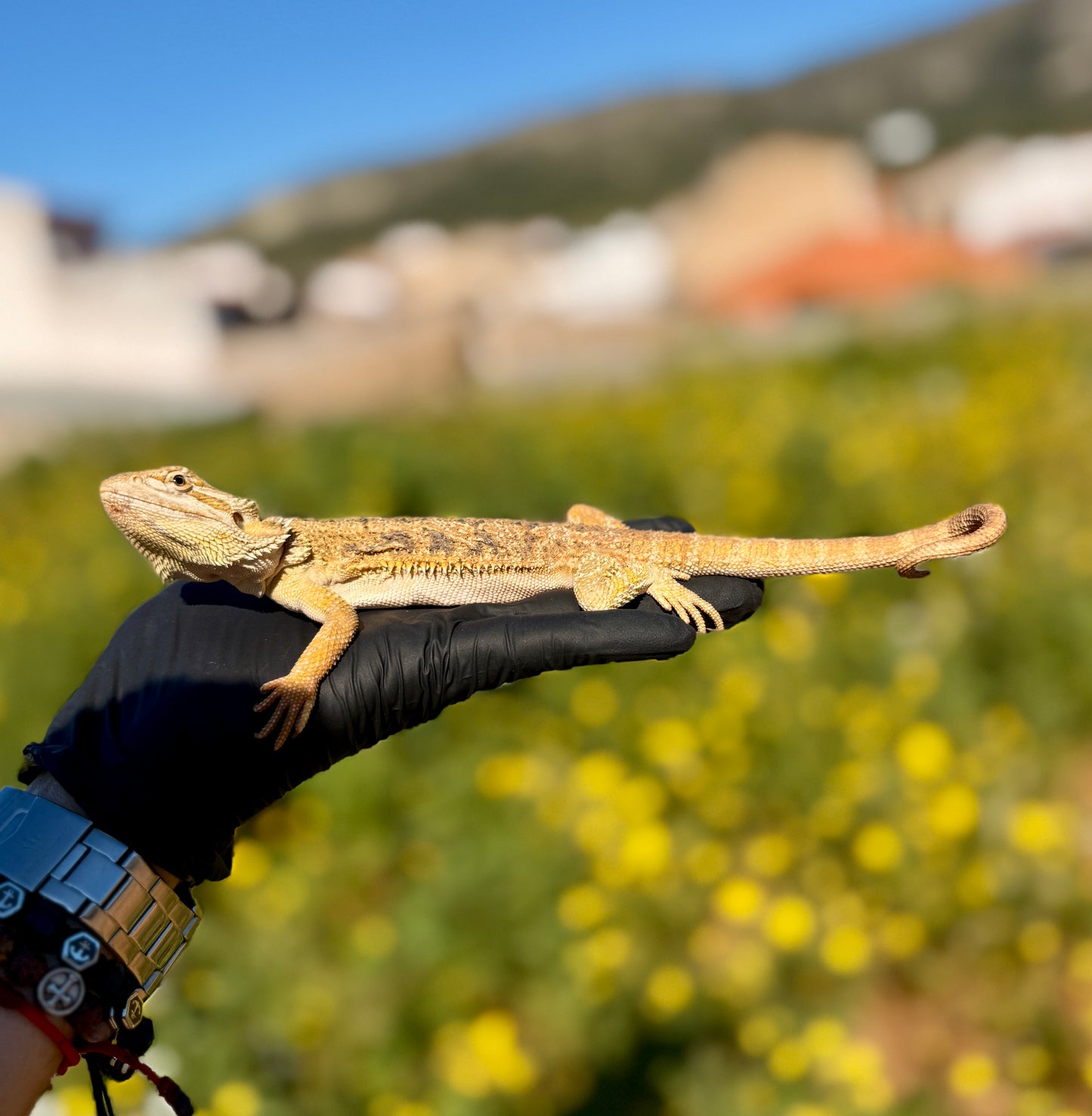 Dragón Barbudo Citrus hembra | Pogona vitticeps