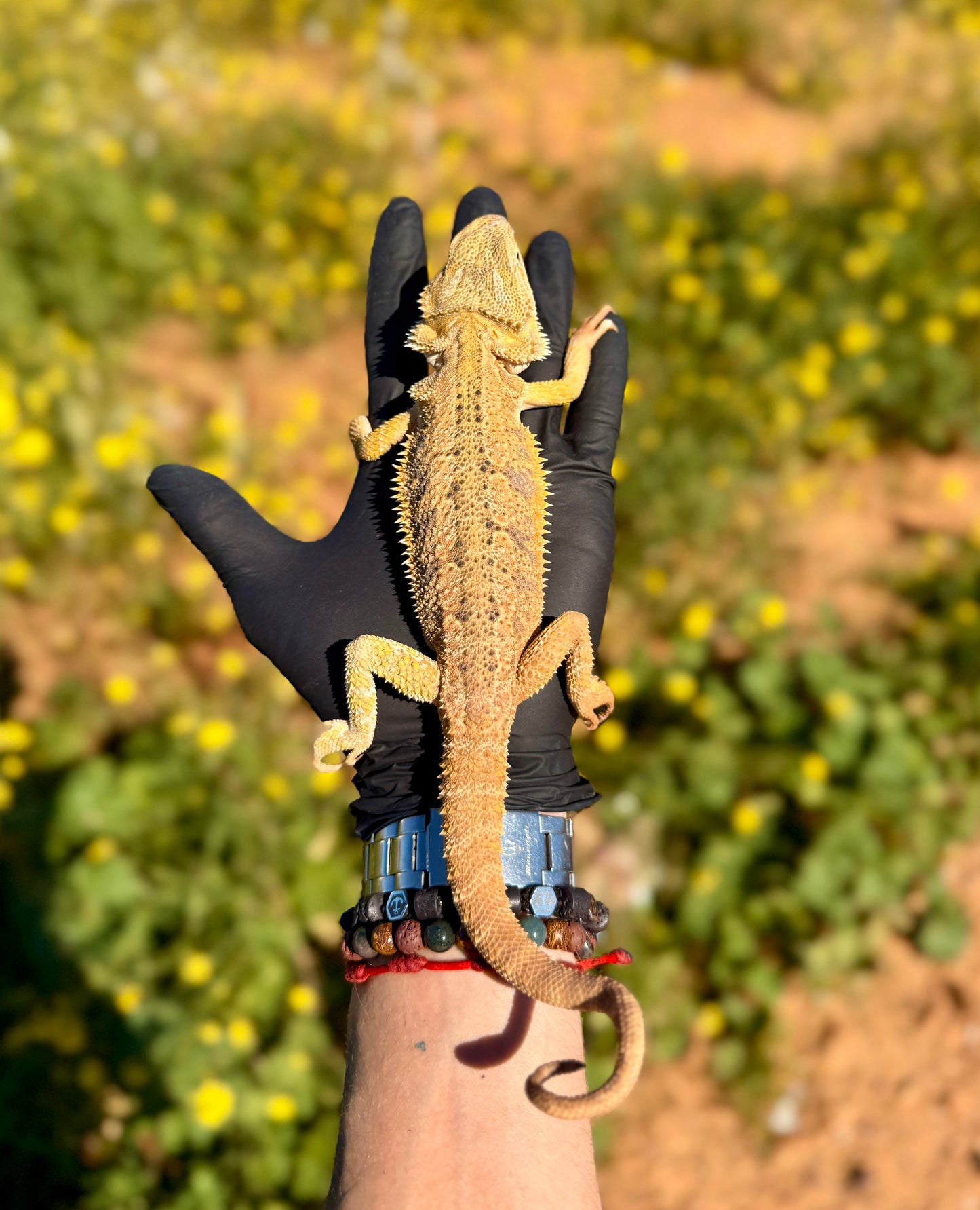Dragón Barbudo Citrus hembra | Pogona vitticeps