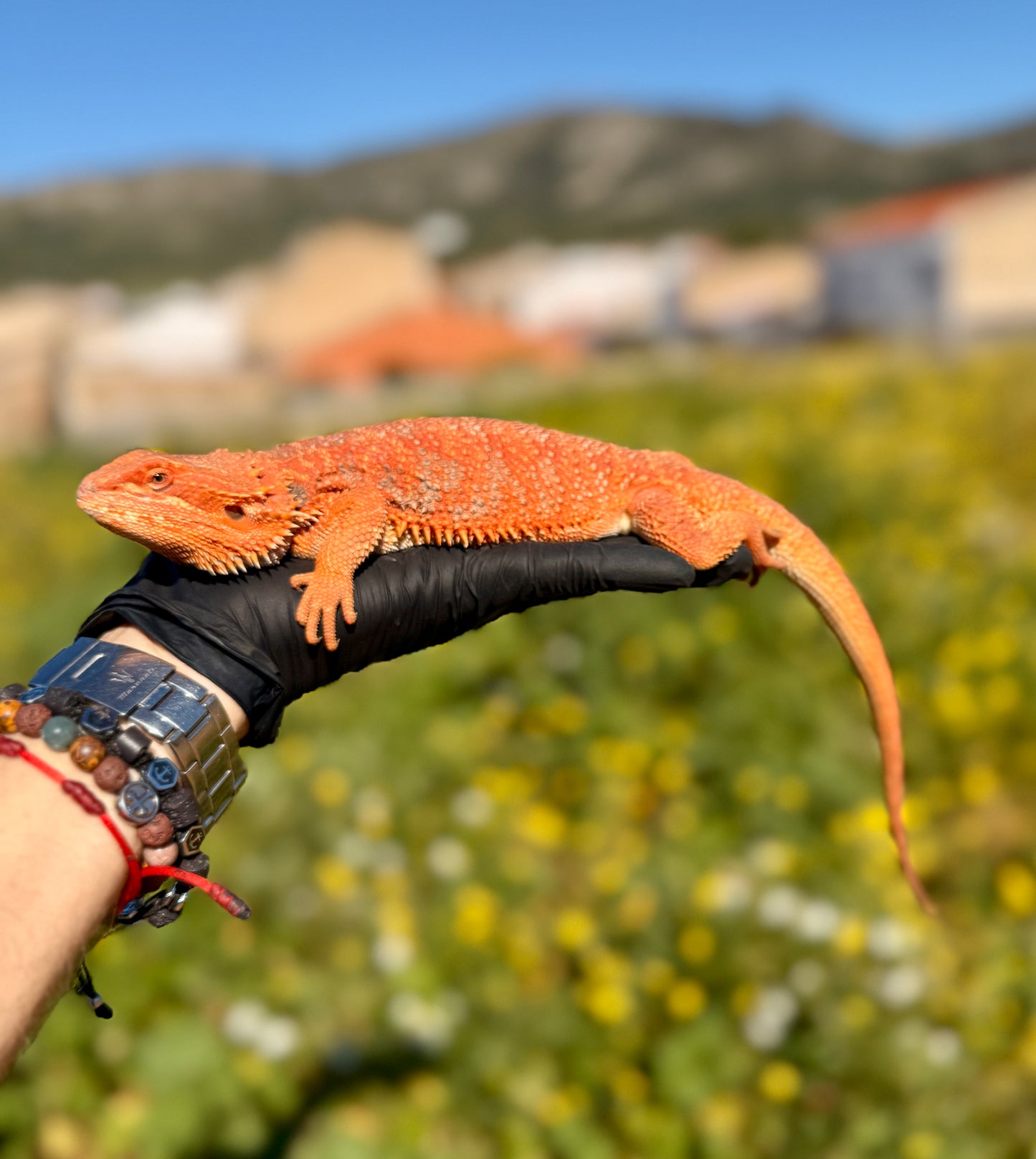 Dragón Barbudo Red Factor macho | Pogona vitticeps