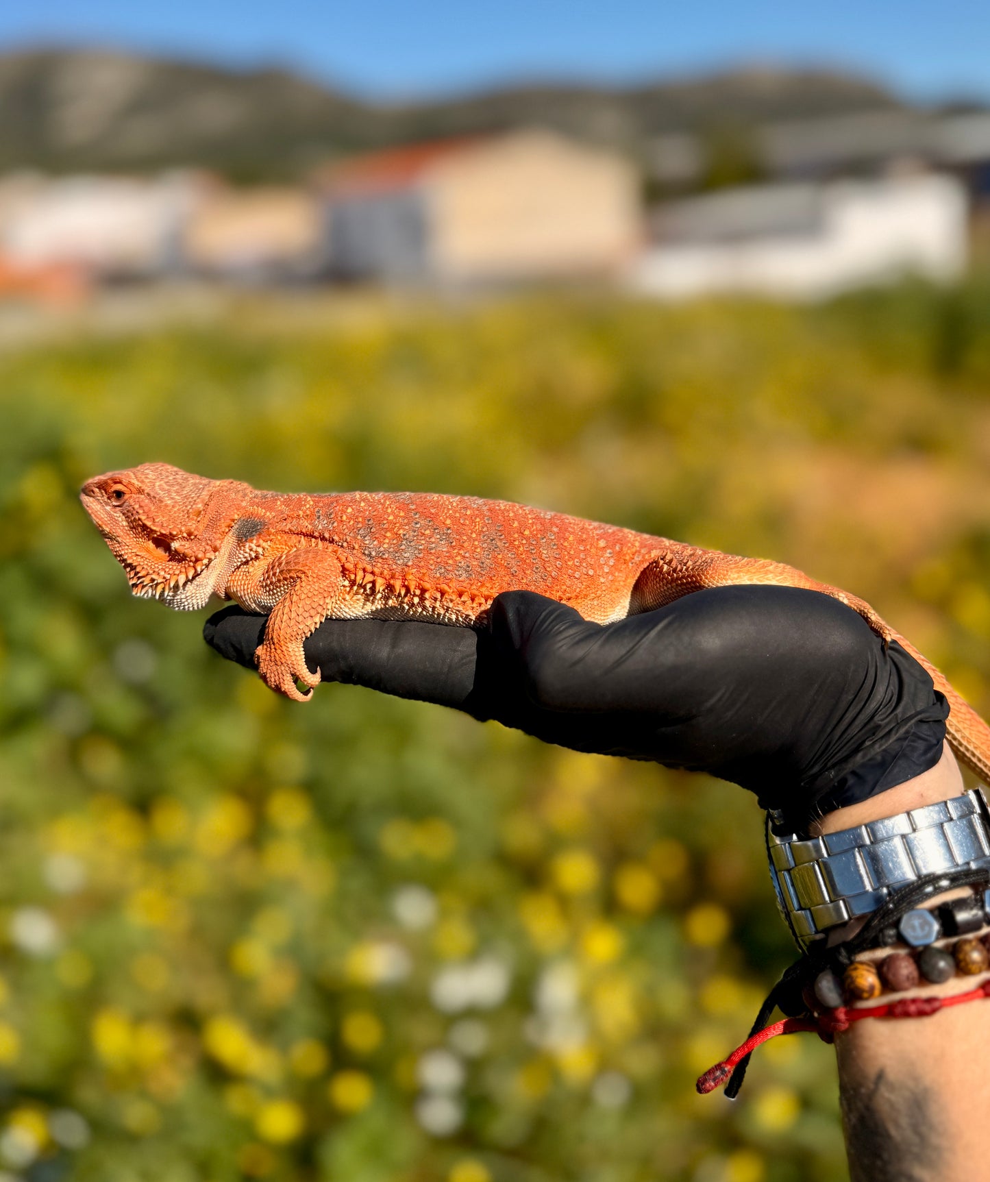 Dragón Barbudo Red Factor macho | Pogona vitticeps