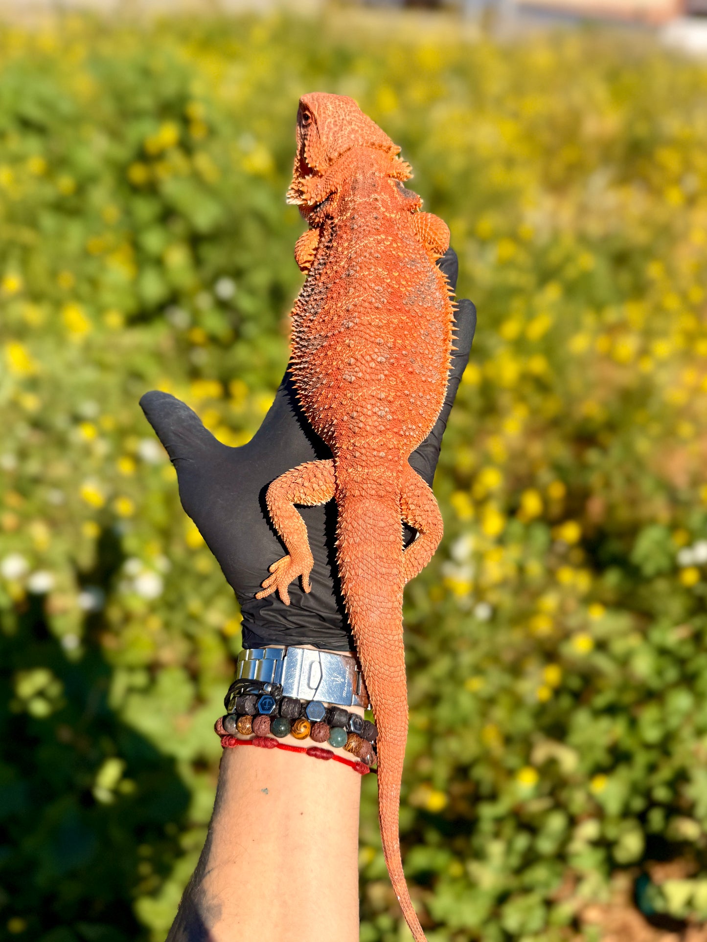 Dragón Barbudo Red Factor macho | Pogona vitticeps