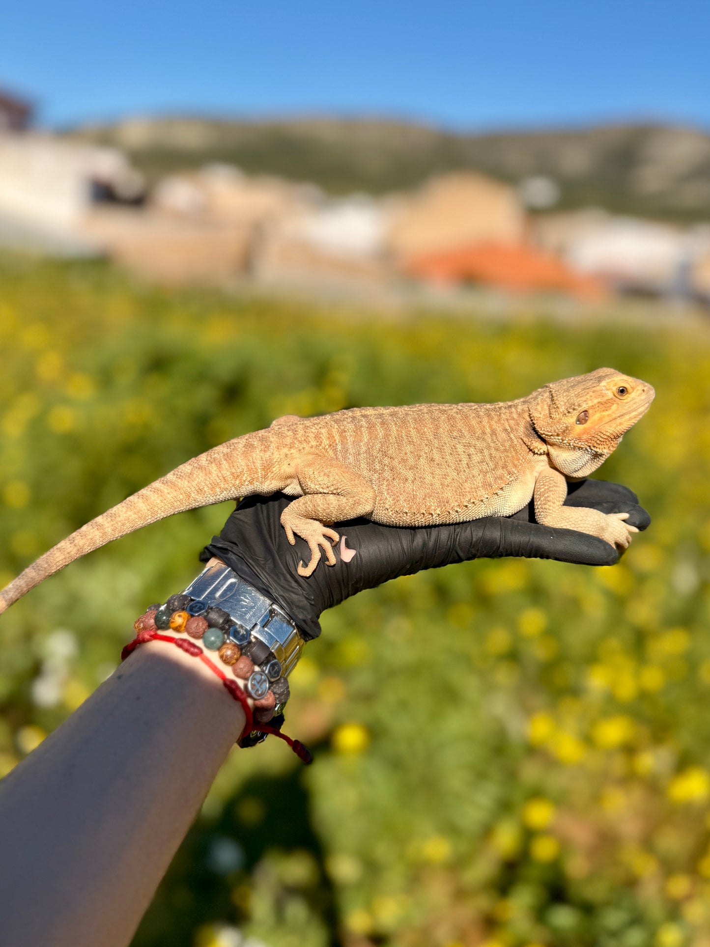 Dragón Barbudo Nominal Het Zero hembra | Pogona vitticeps