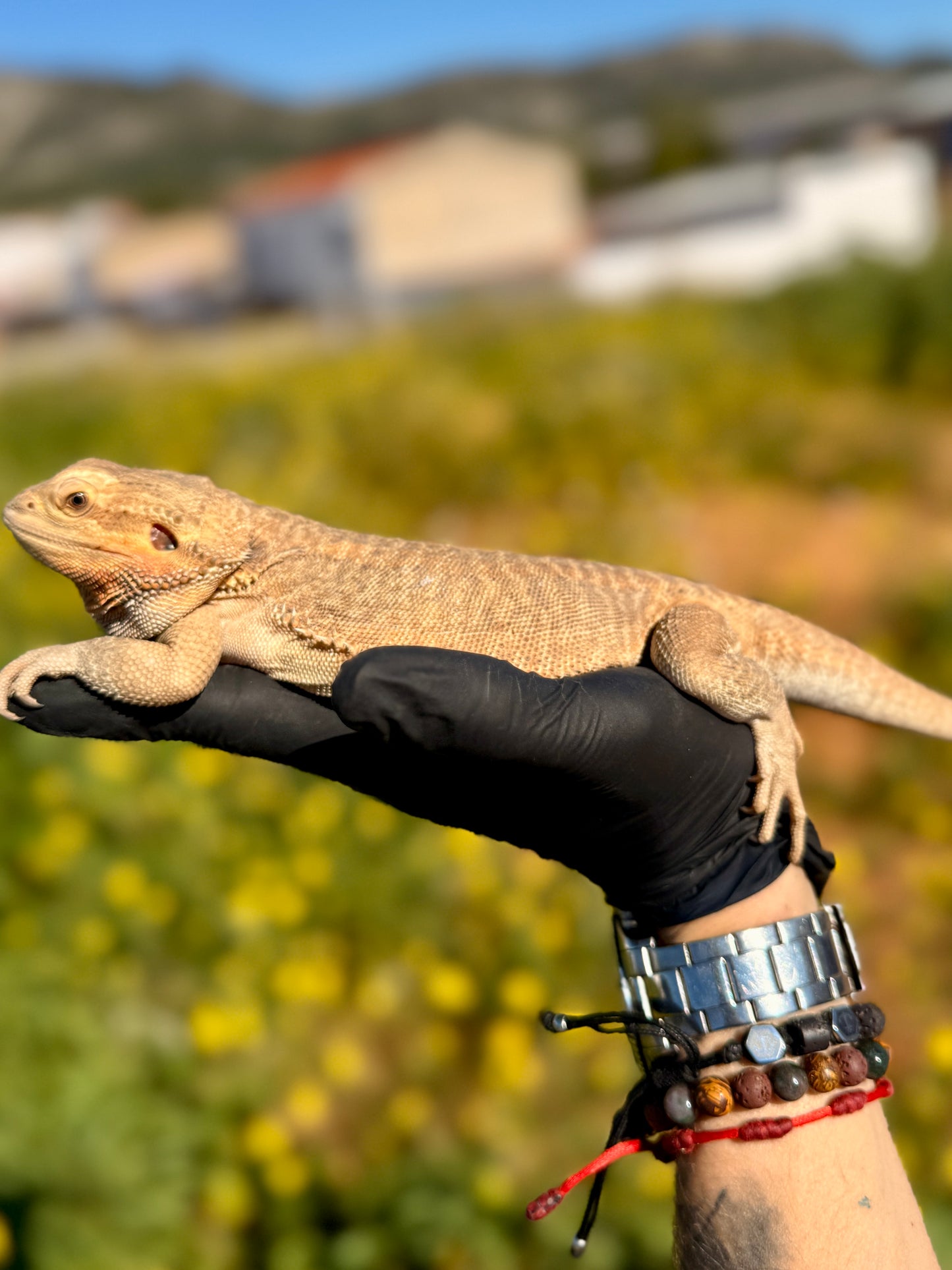 Dragón Barbudo Nominal Het Zero hembra | Pogona vitticeps