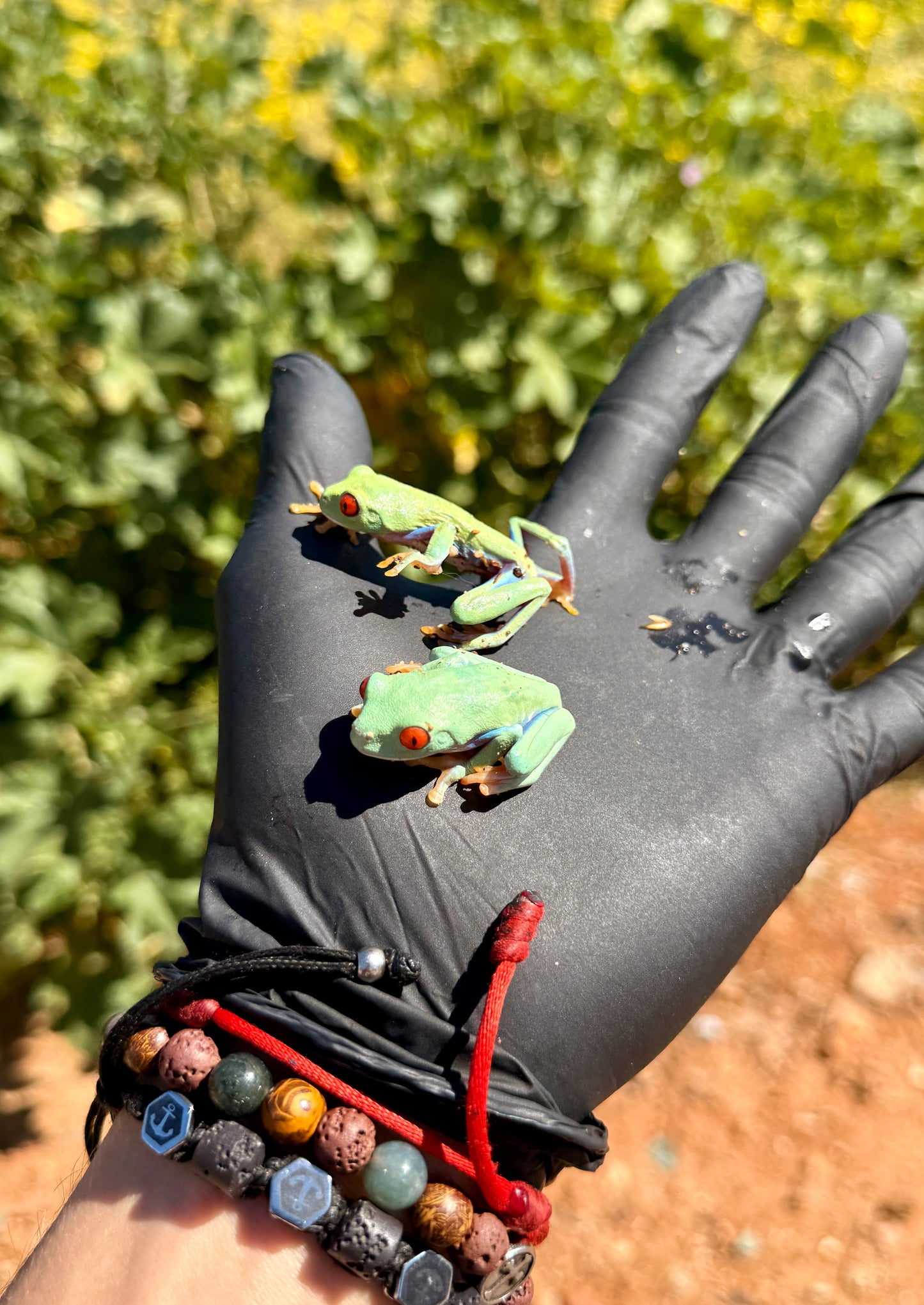 Rana de Ojos Rojos | Agalychnis callidryas