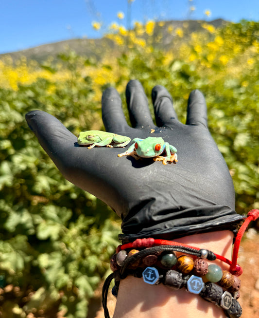 Rana de Ojos Rojos | Agalychnis callidryas