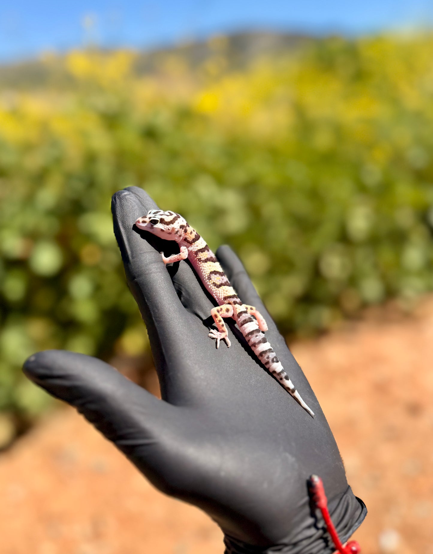 Gecko Leopardo | Eublepharis macularius