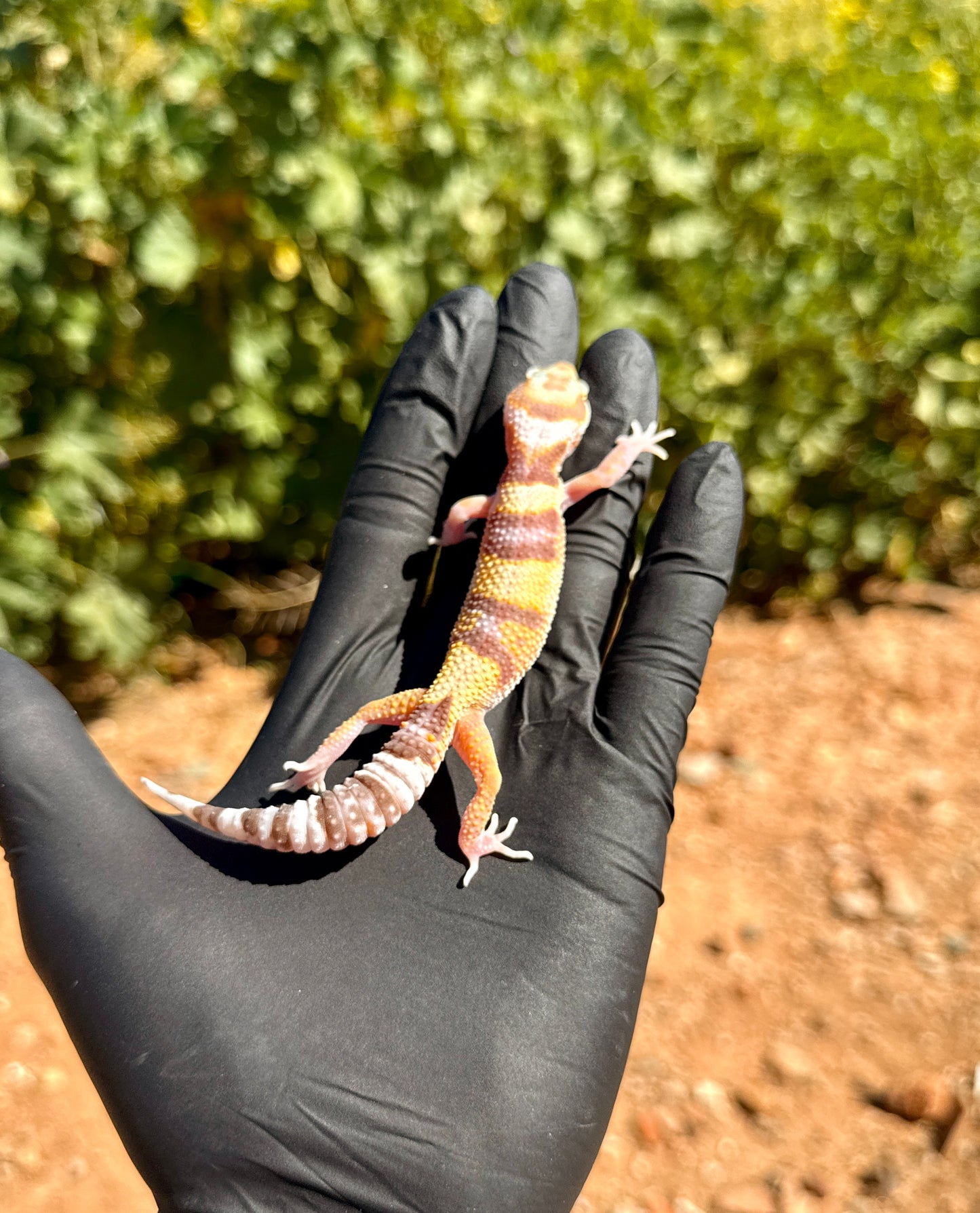 Gecko Leopardo | Eublepharis macularius