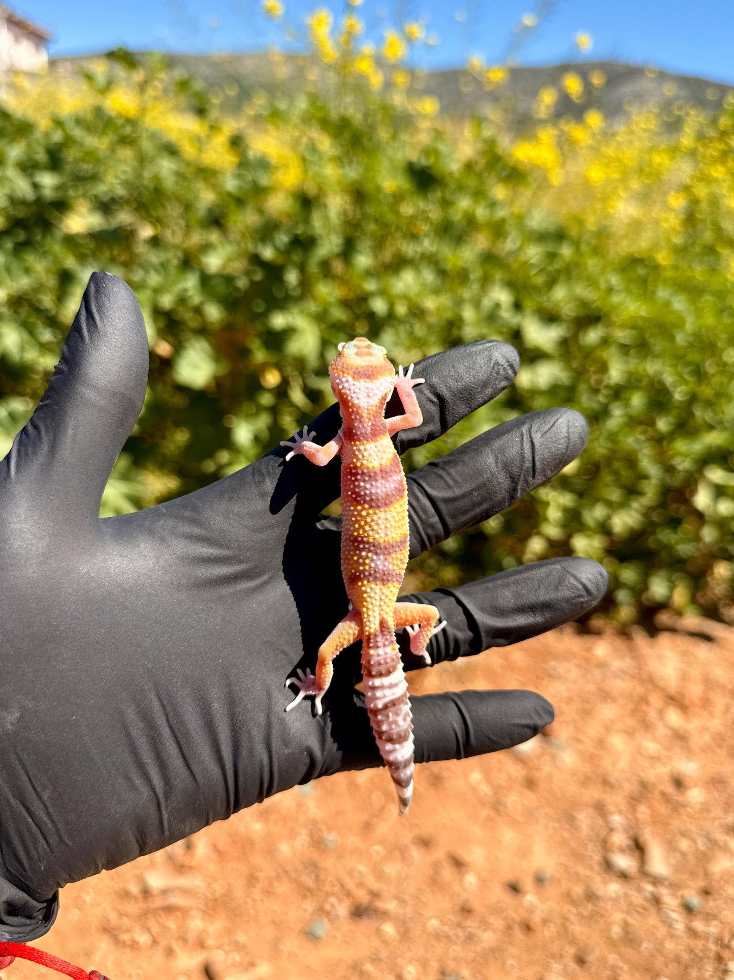 Gecko Leopardo | Eublepharis macularius
