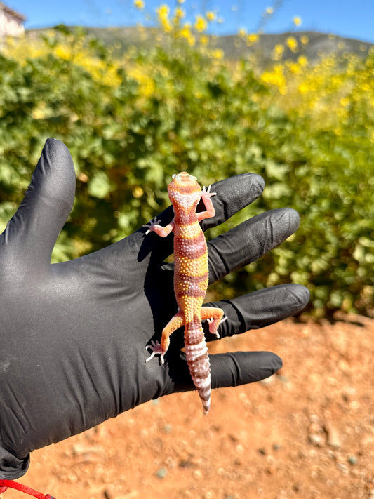 Gecko Leopardo | Eublepharis macularius
