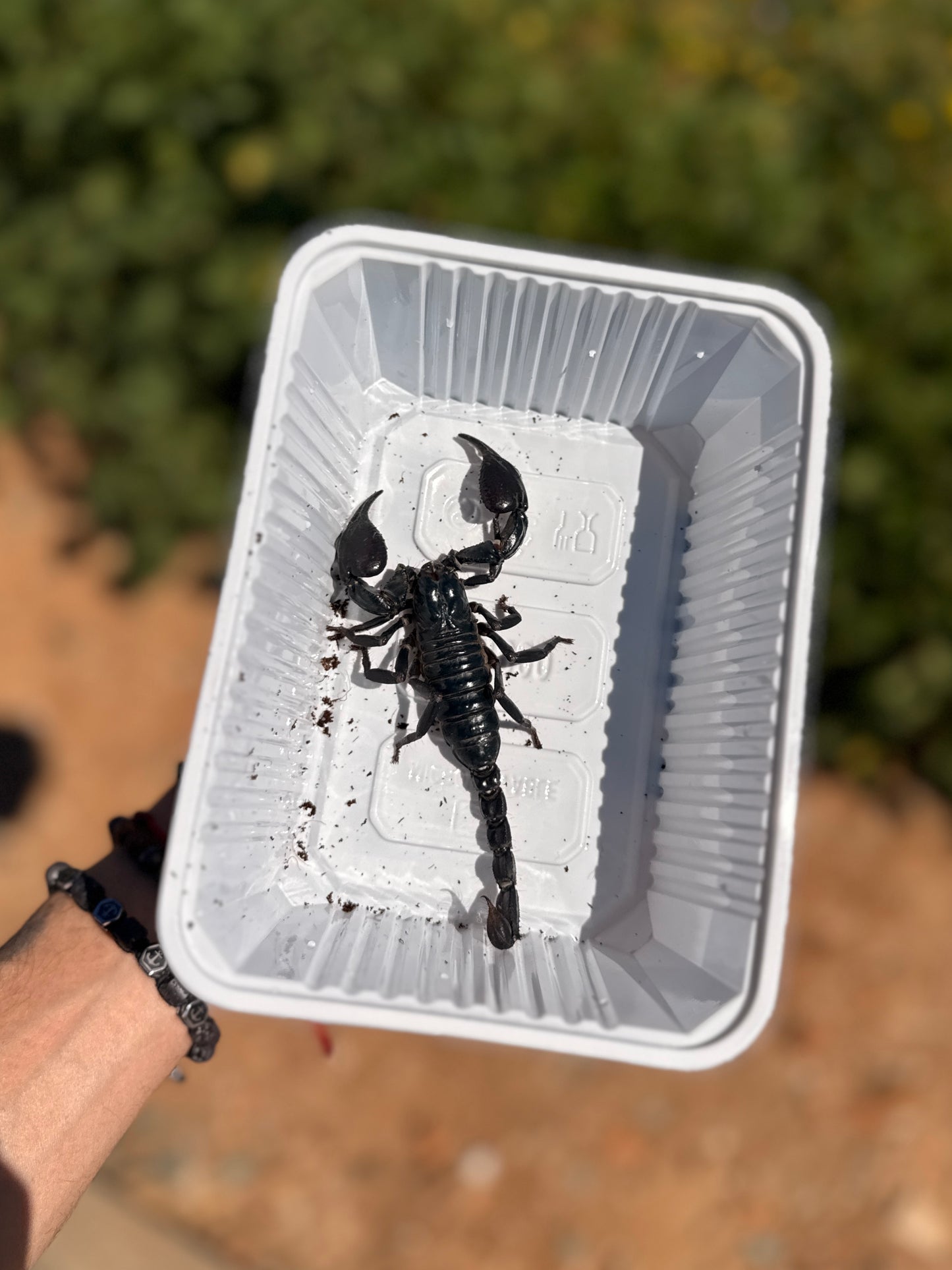 Escorpión Emperador Azul | Heterometrus cyaneus