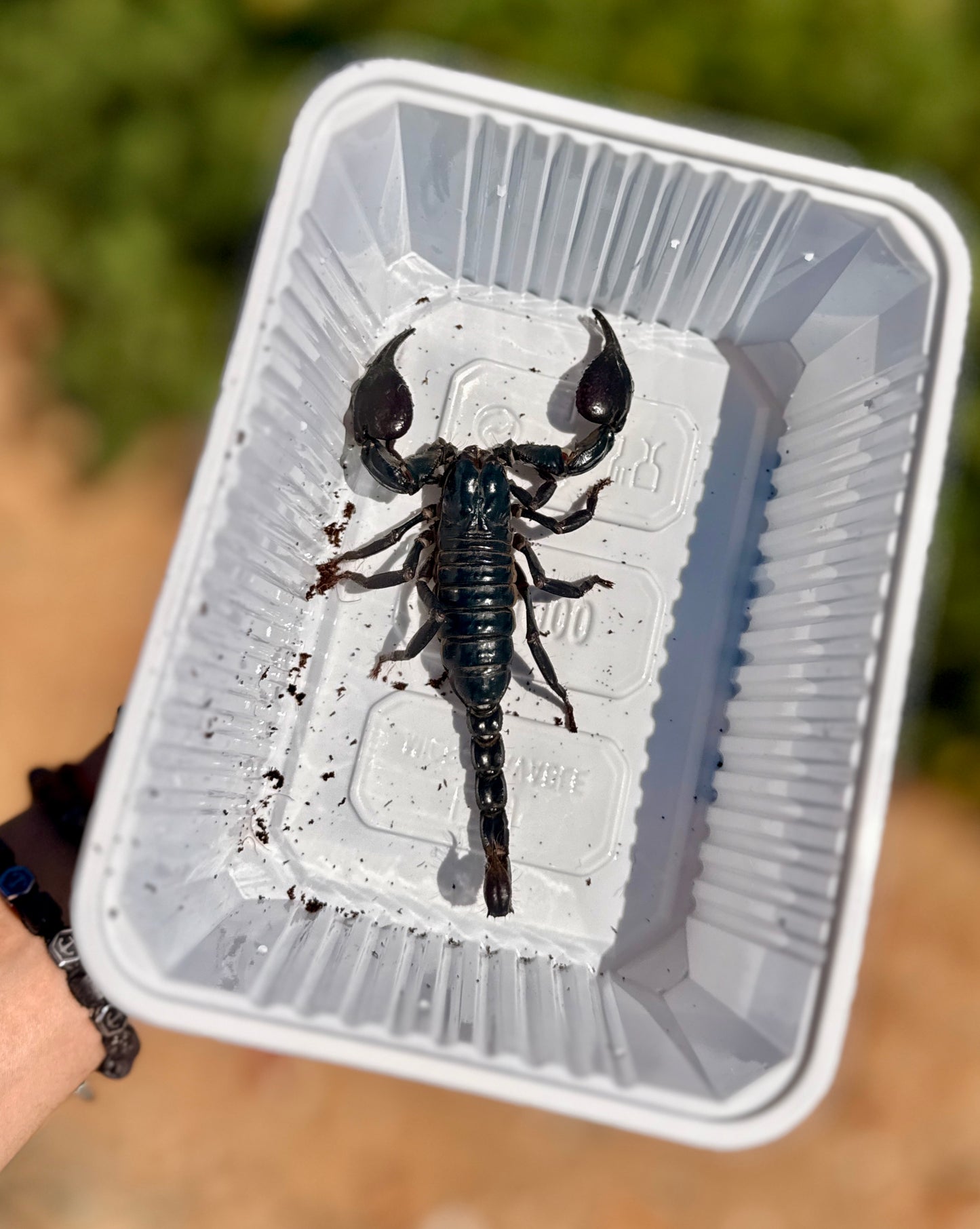 Escorpión Emperador Azul | Heterometrus cyaneus