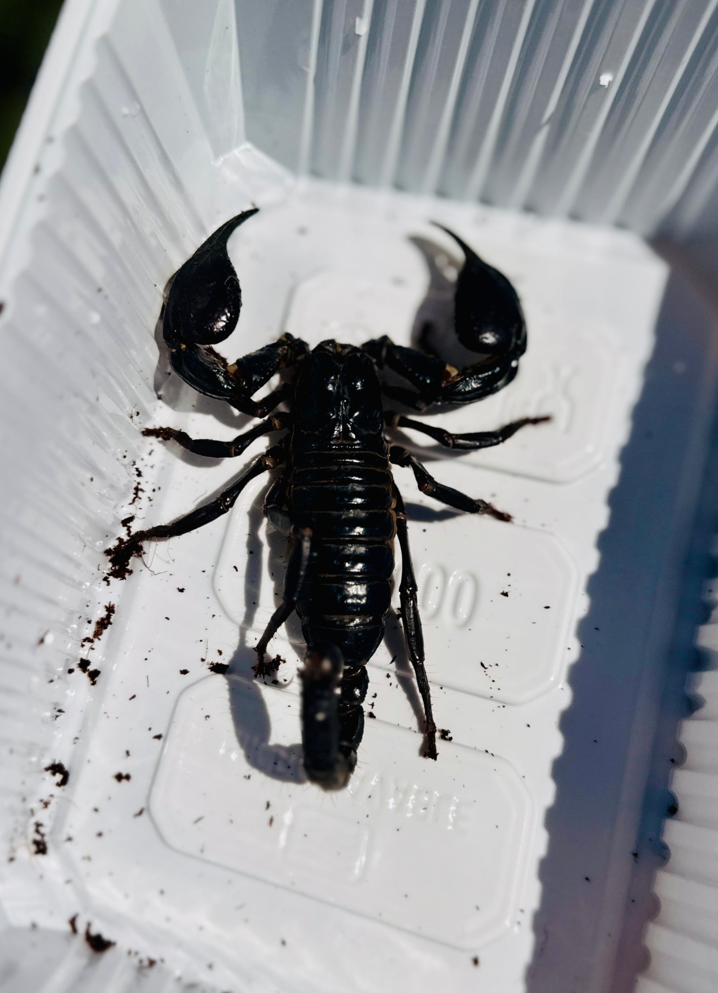 Escorpión Emperador Azul | Heterometrus cyaneus