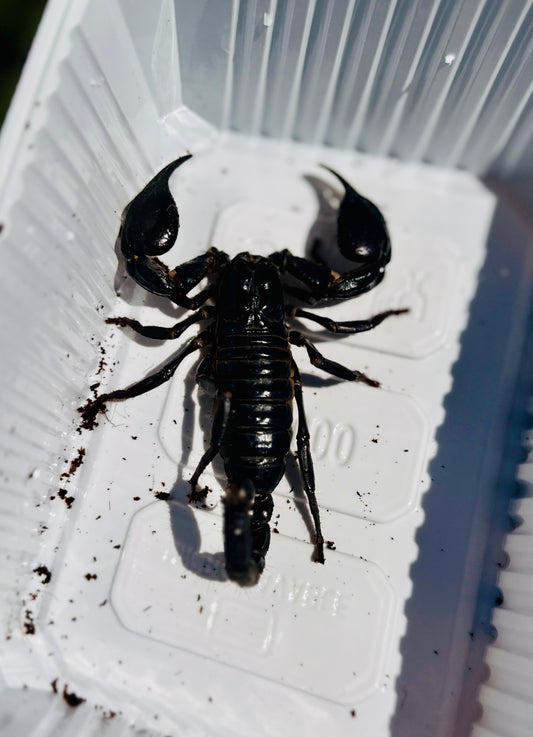 Escorpión Emperador Azul | Heterometrus cyaneus
