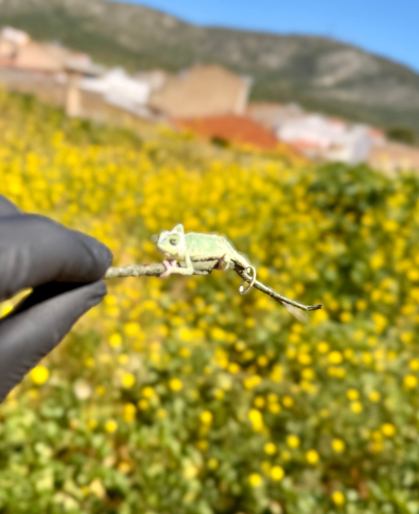 Camaleón Velado Bebé/Joven | Chamaeleo calyptratus