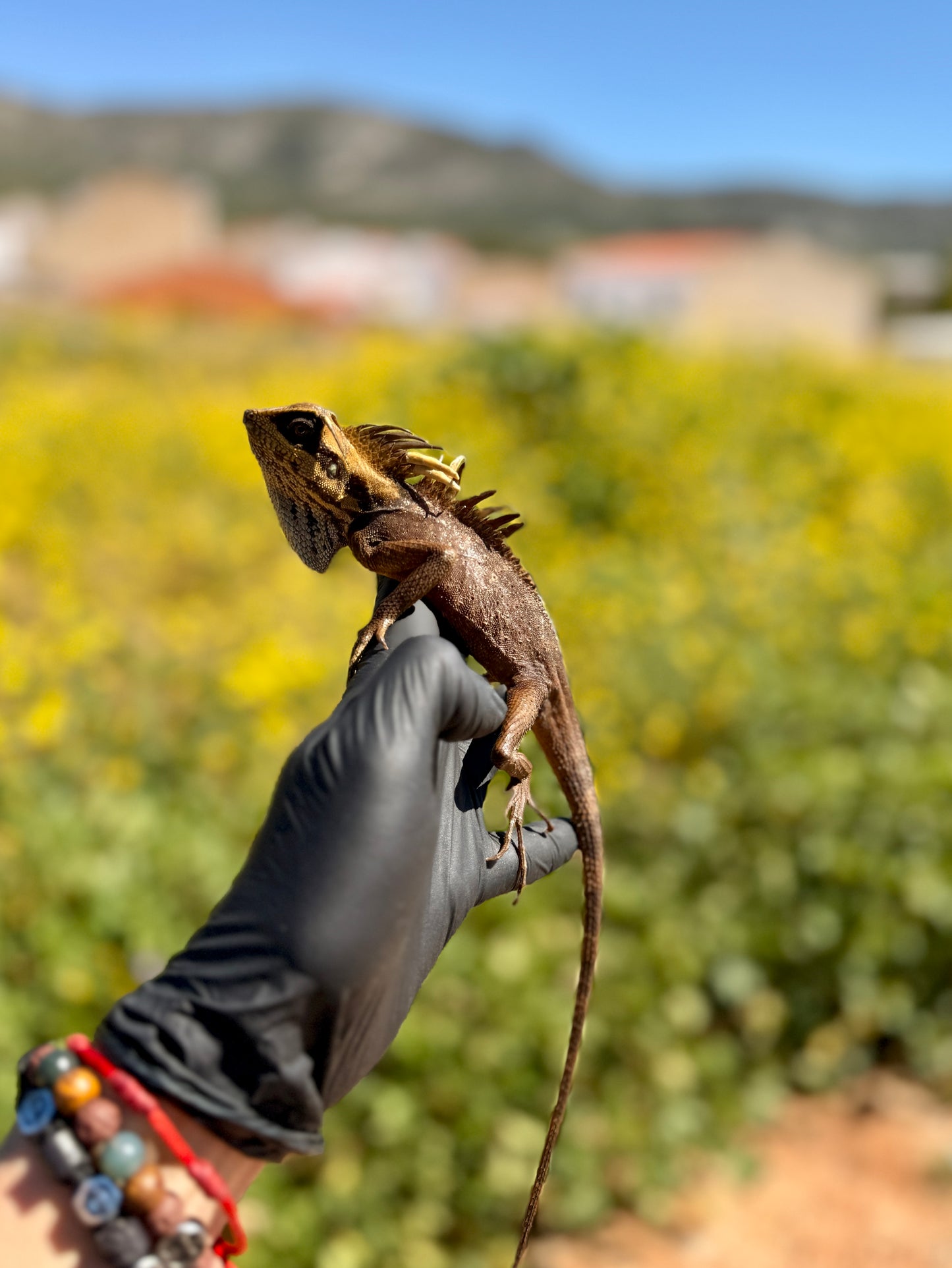Dragón de Montaña de Natalia | Acanthosaura nataliae