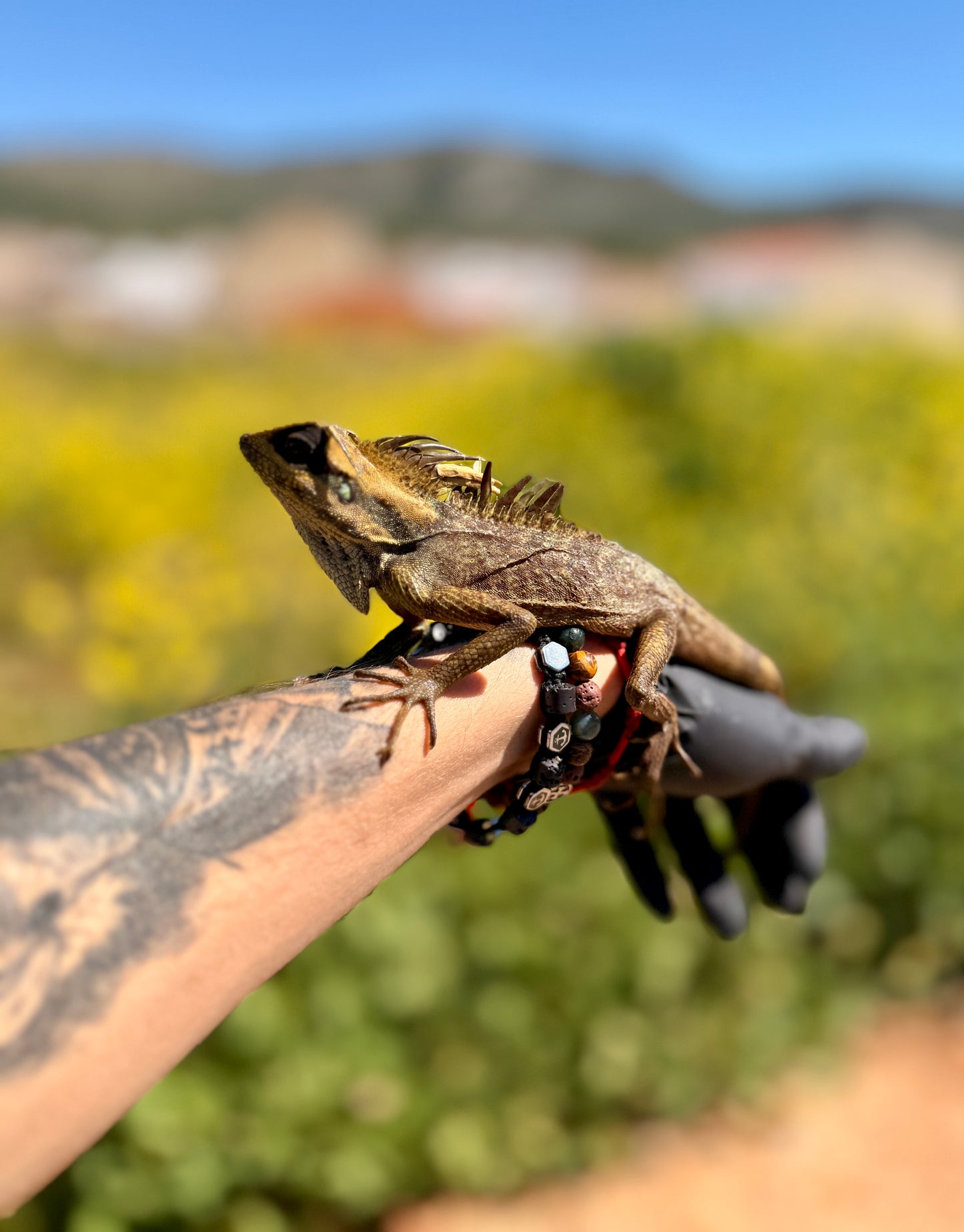 Dragón de Montaña de Natalia | Acanthosaura nataliae