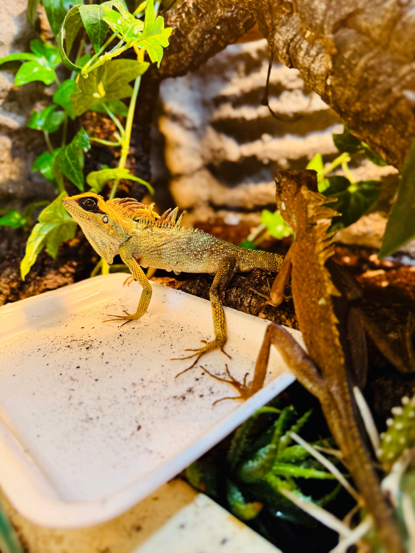 Dragón de Montaña de Natalia | Acanthosaura nataliae