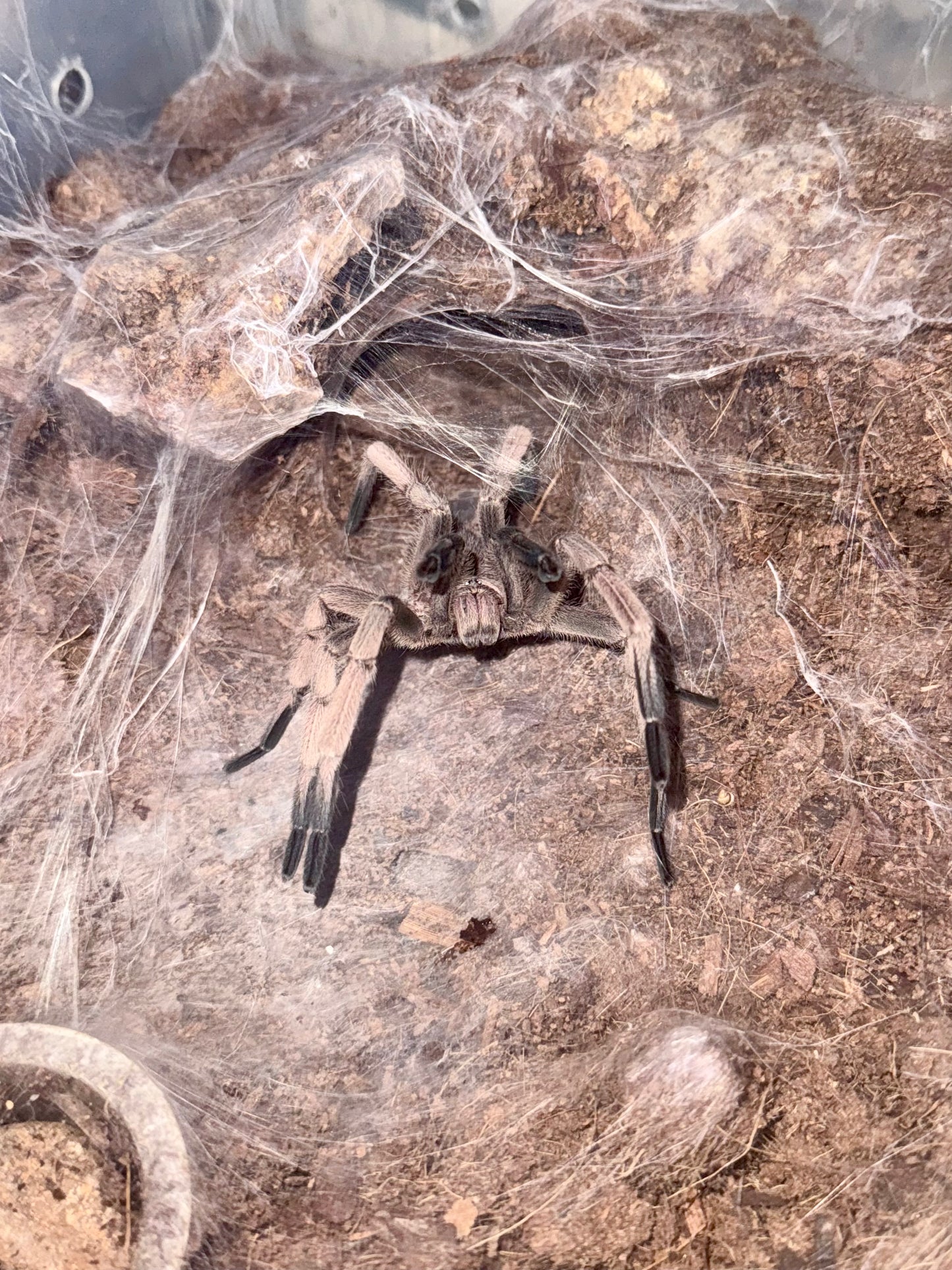 Tarántula Terrestre Mexicana | Aphonopelma huahuini