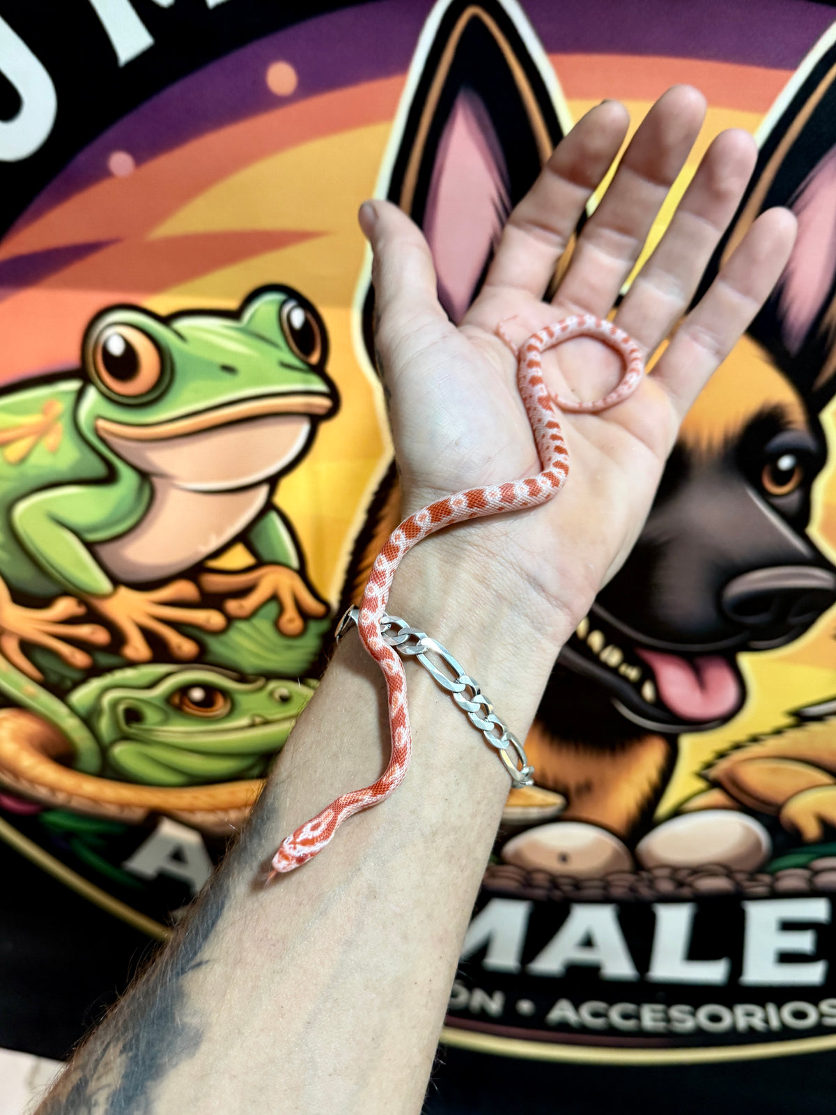 Serpiente del Maíz Bebé | Pantherophis guttatus