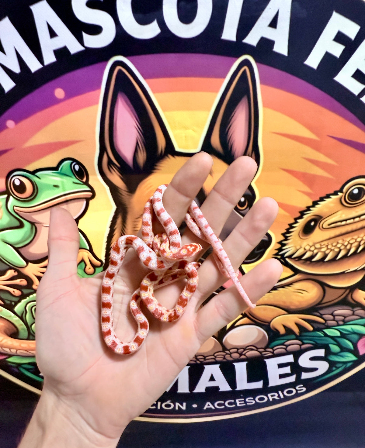 Serpiente del Maíz Bebé | Pantherophis guttatus