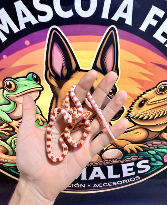 Serpiente del Maíz Bebé | Pantherophis guttatus